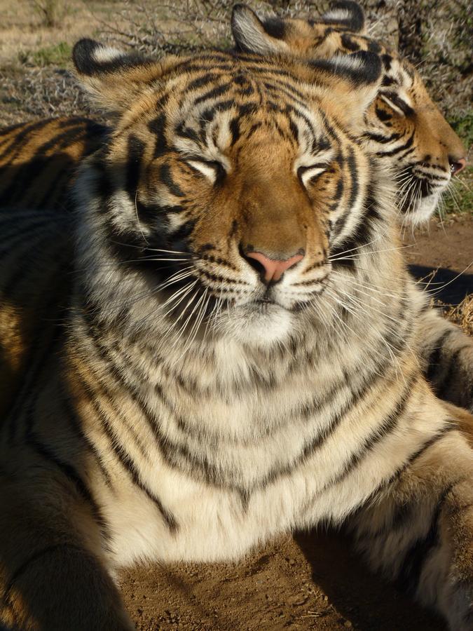 Boskoppie Lion & Tiger Reserve Kroonstad Ngoại thất bức ảnh
