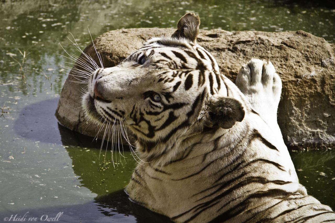 Boskoppie Lion & Tiger Reserve Kroonstad Ngoại thất bức ảnh