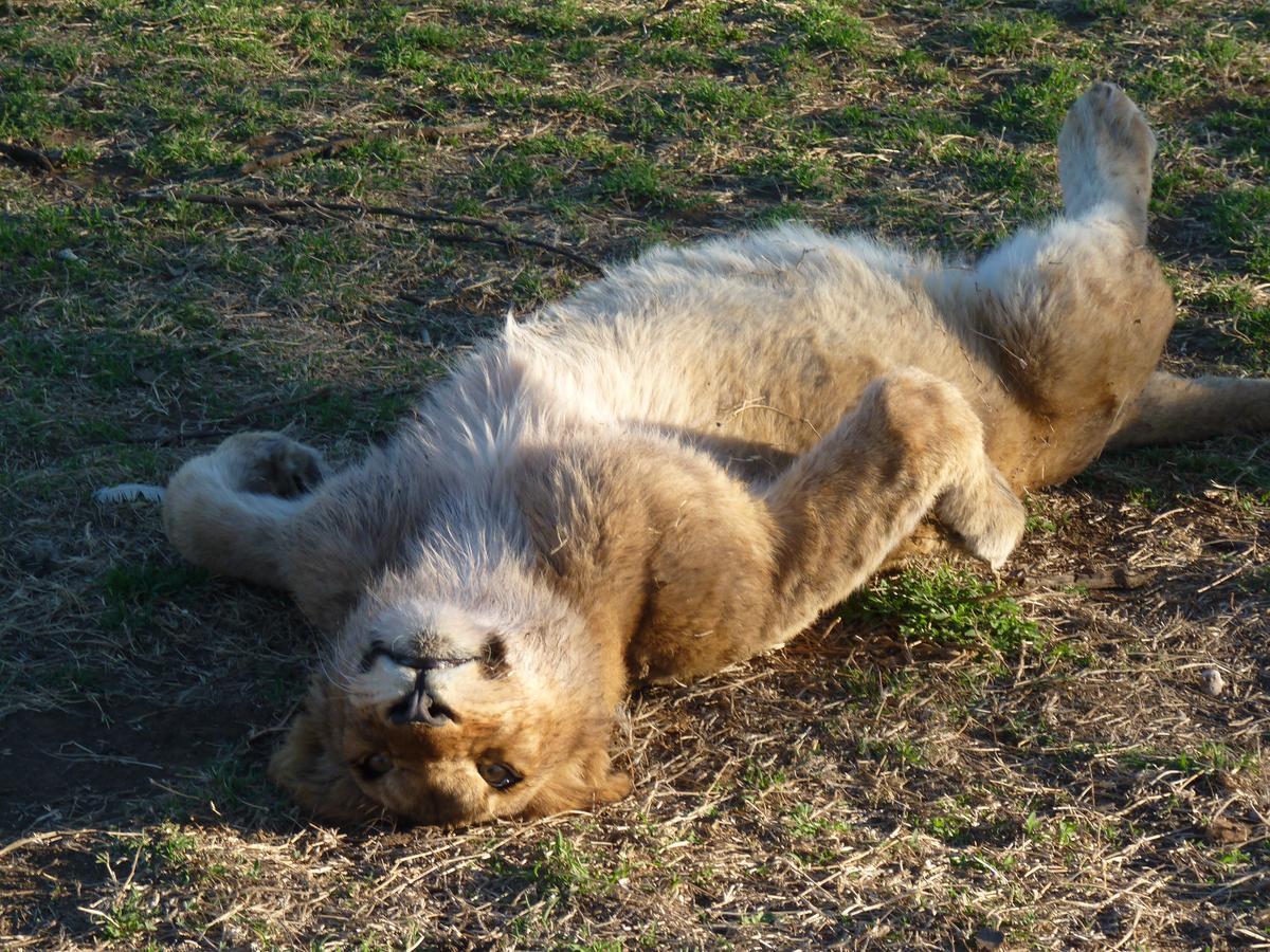 Boskoppie Lion & Tiger Reserve Kroonstad Ngoại thất bức ảnh