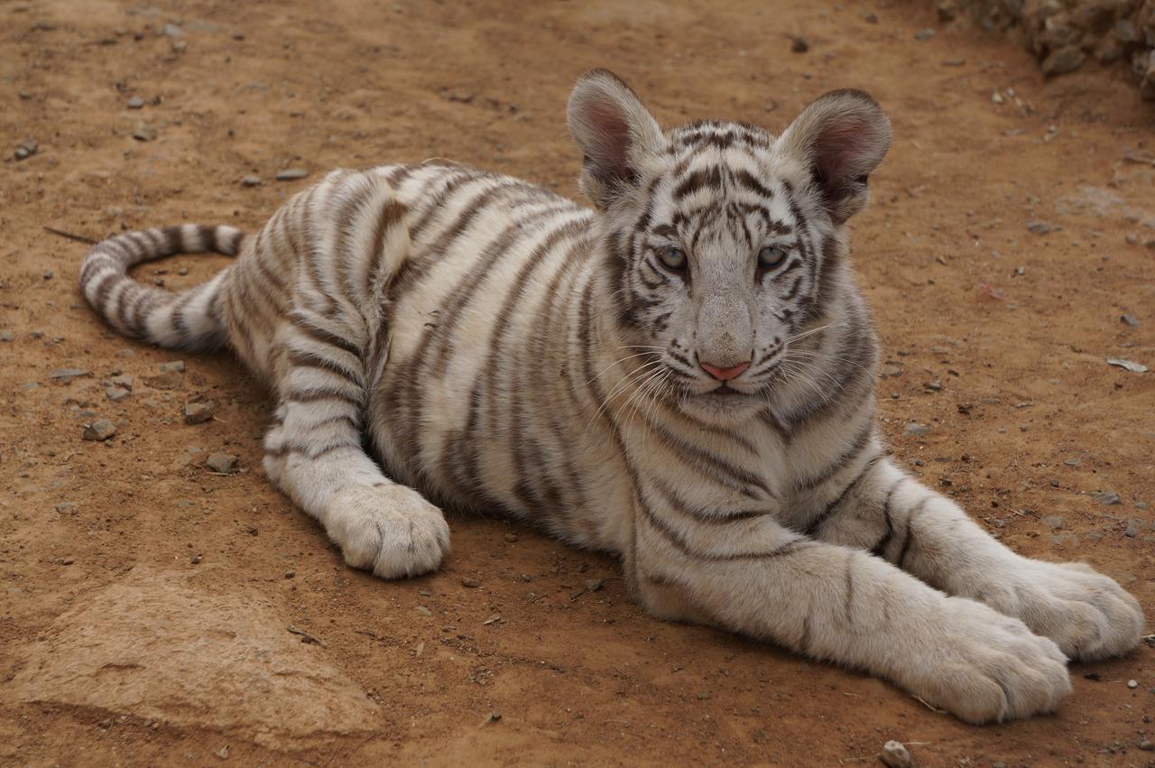 Boskoppie Lion & Tiger Reserve Kroonstad Ngoại thất bức ảnh