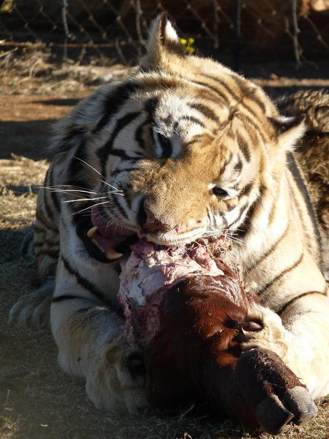 Boskoppie Lion & Tiger Reserve Kroonstad Ngoại thất bức ảnh
