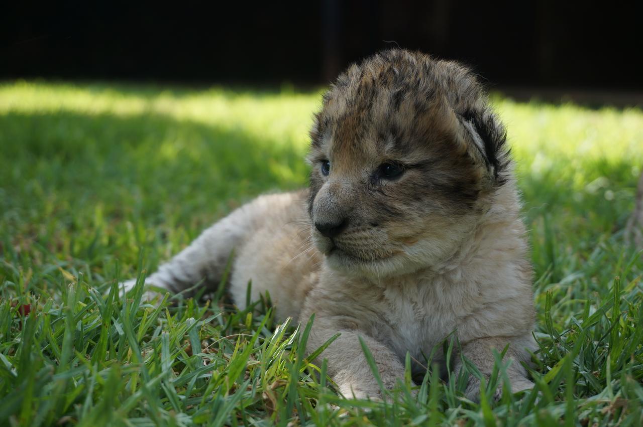 Boskoppie Lion & Tiger Reserve Kroonstad Ngoại thất bức ảnh