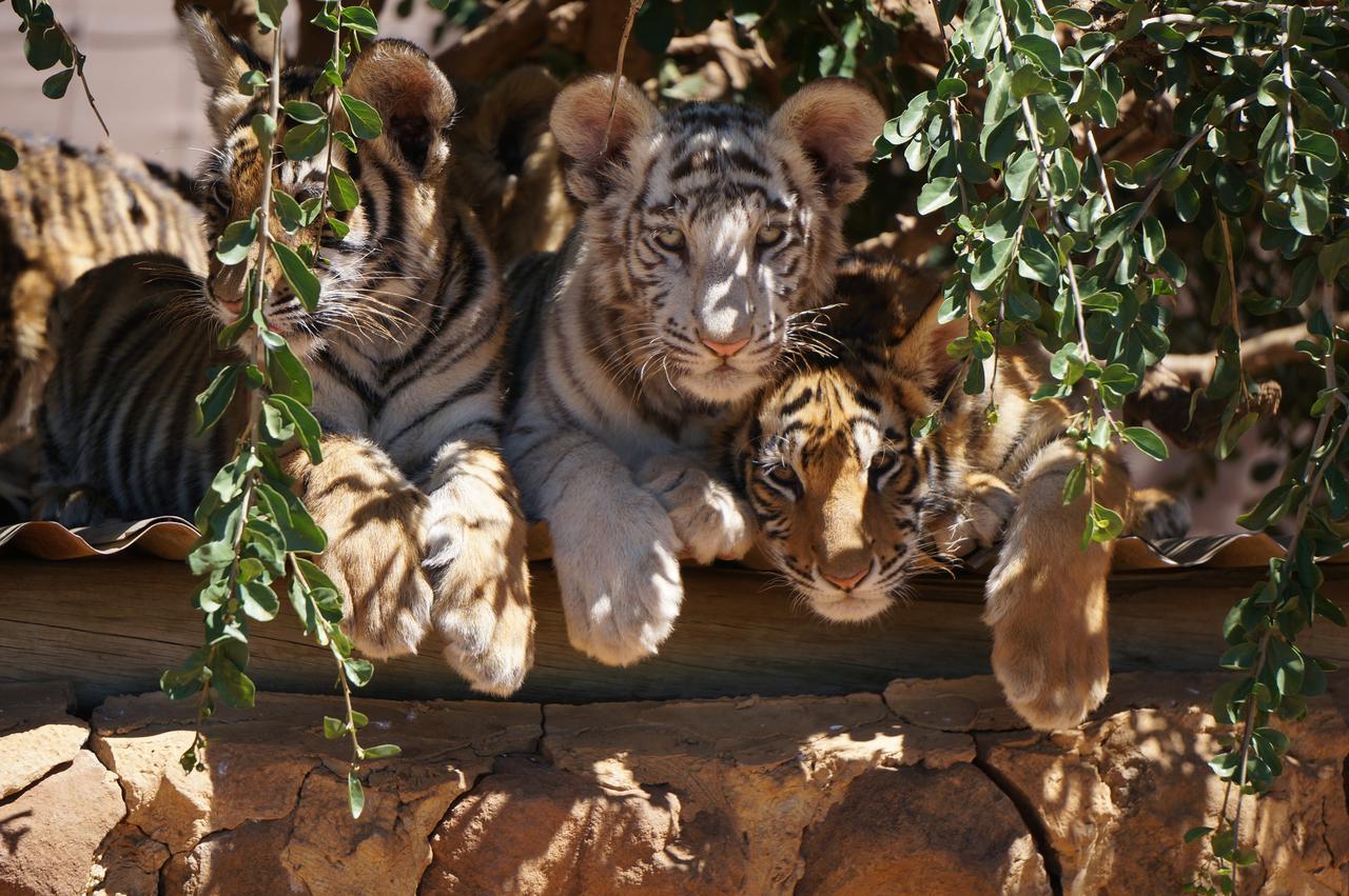 Boskoppie Lion & Tiger Reserve Kroonstad Ngoại thất bức ảnh