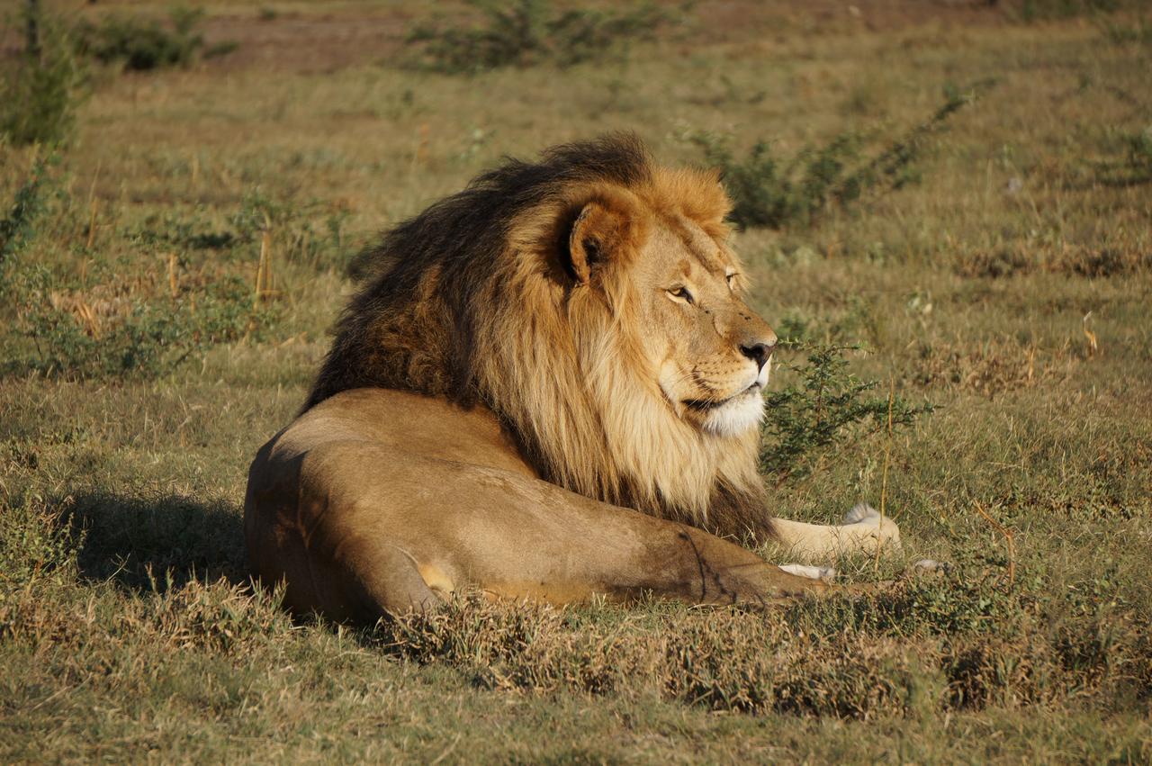 Boskoppie Lion & Tiger Reserve Kroonstad Ngoại thất bức ảnh