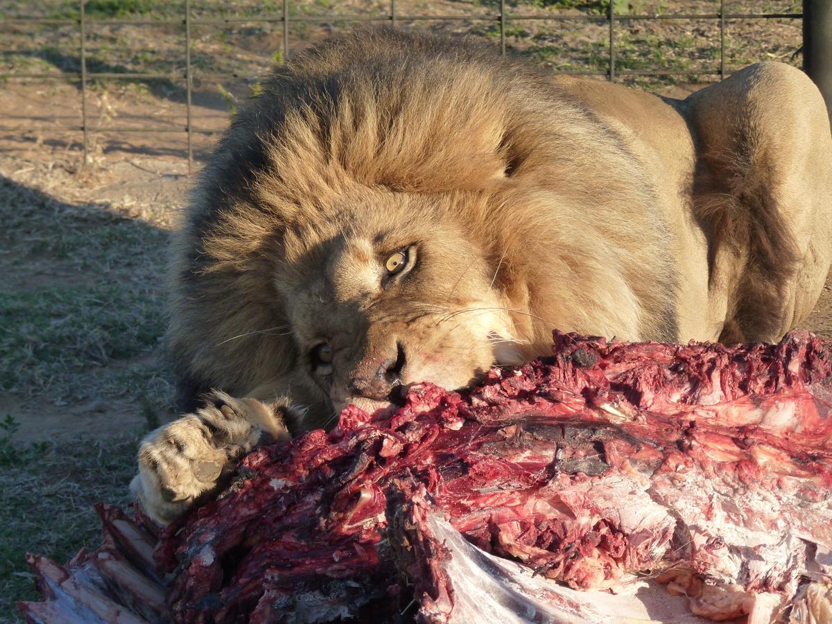 Boskoppie Lion & Tiger Reserve Kroonstad Ngoại thất bức ảnh